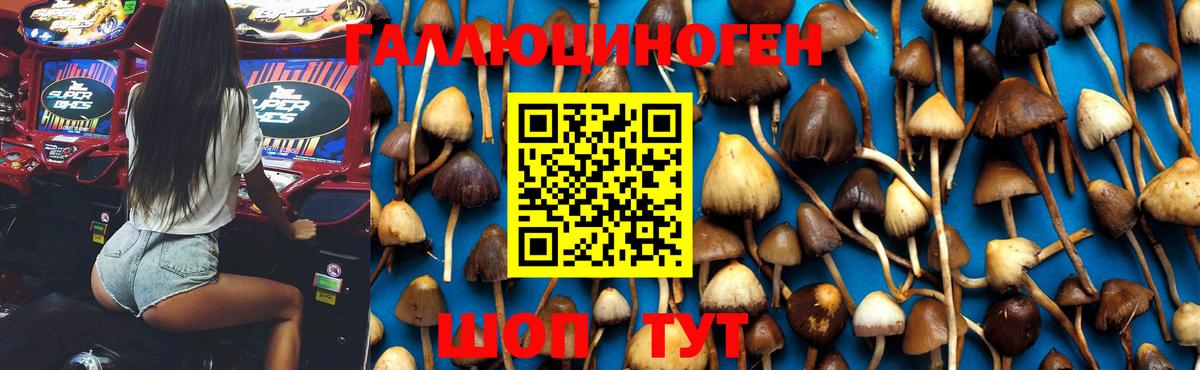 Лениногорск  Галлюциногенные грибы GOLDEN TEACHER  Вход с VPN 